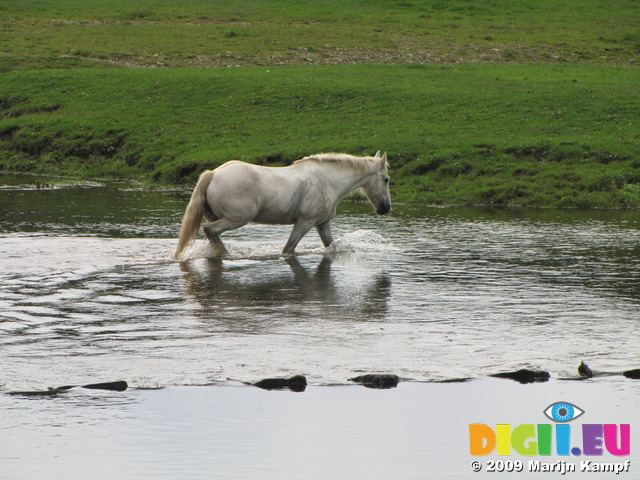 SX08647 White horse crossing river at Ogmore Castle stepping stones